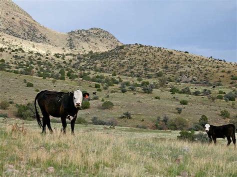 New Mexico Grazing Rights Case Ruling – New Mexico Trout