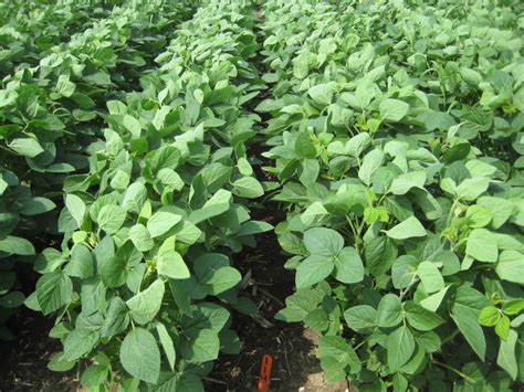 New Soybean Herbicides for 2017 | CropWatch | University ...