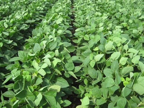New Soybean Herbicides for 2017 | CropWatch | University ...