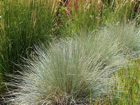 New Utah Gardener: Blue Oat Grass