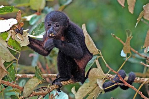 New World Monkeys   Animal Facts and Information
