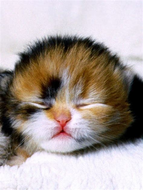 Newborn calico kitten | ☆ Animalitos Bonitos ☆ | Pinterest