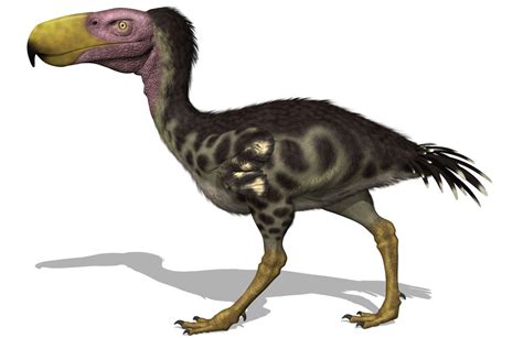 Newly Discovered Terror Bird Sheds Light On A Fearsome ...