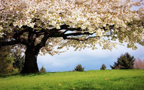Nice HD Wallpapers from landscapes in the Spring season