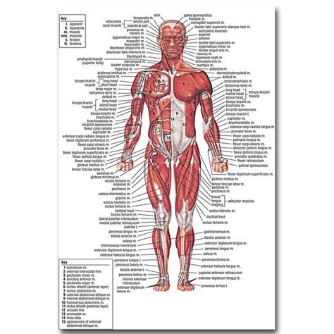 NICOLESHENTING Músculos Anatomia Humana Sistema Art Silk ...