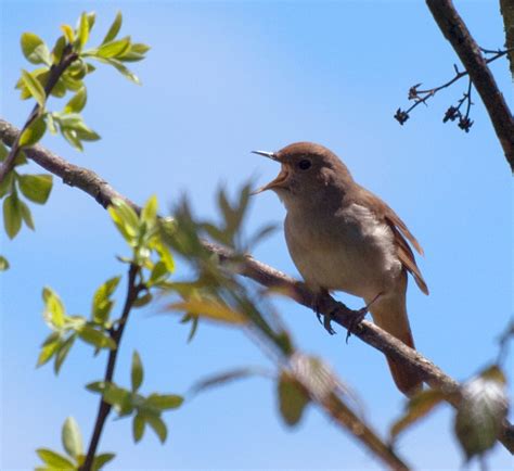 Nightingale | A Lawyer s Prayers