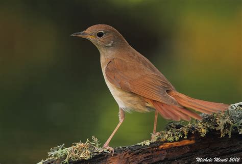 Nightingale Bird Gallery