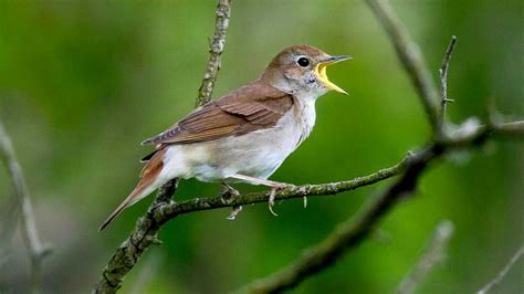 Nightingale ~ Bird Song ~ Nightingale freesound   YouTube