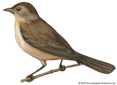 nightingale: European nightingale    Kids Encyclopedia ...