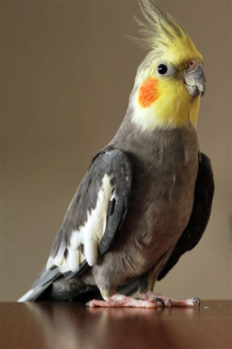 Nimfa  ptak  – Wikipedia, wolna encyklopedia
