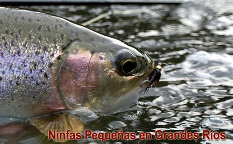 Ninfas Pequeñas en Grandes Ríos   www.lavaguada.cl ...