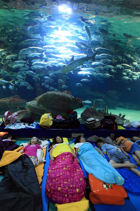 Niños en el acuario l Oceanogràfic, en Valencia | Edición ...