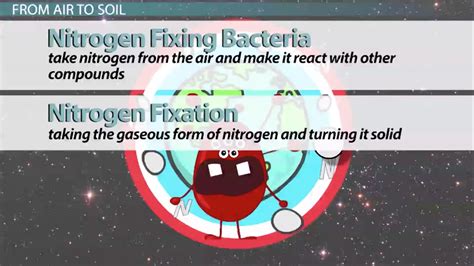 Nitrogen Fixing Bacteria: Role, Definition & Examples ...