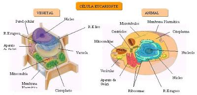 Nivelacion Biologia: Clasificacion De Las Celulas
