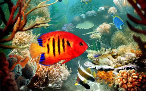Nocturnal Mirage images Tropical fish HD wallpaper and ...