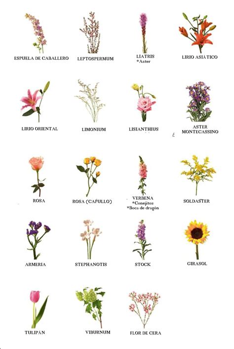 Nombre de flores | FLORES | Pinterest | Nombres de flores ...