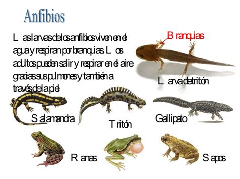 Nombres animales anfibios   Imagui