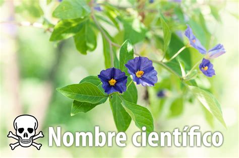 Nombres científicos de plantas venenosas   Plantas venenosas