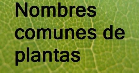 NOMBRES COMUNES DE PLANTAS | Plantas rioMoros
