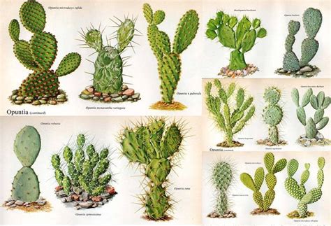 Nombres de algunas variedades | suculentas,cactus | Pinterest