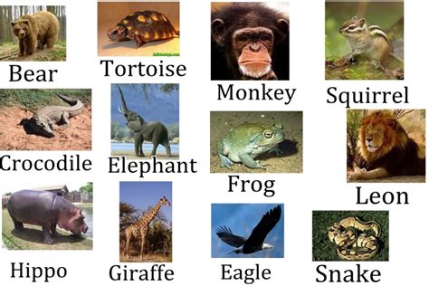 Nombres de animales en diferentes idiomas. El cofre de Wilal