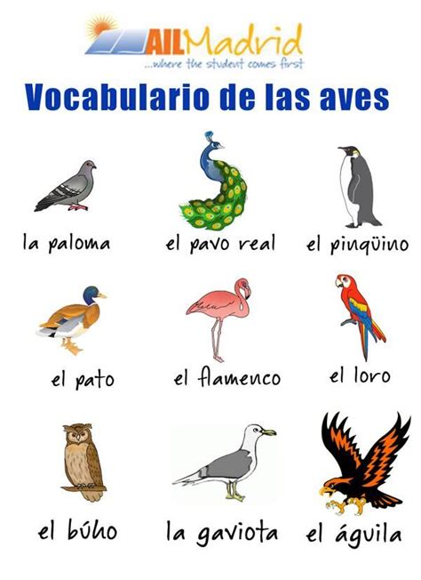 Nombres De Aves | aves y sus nombres related keywords ...