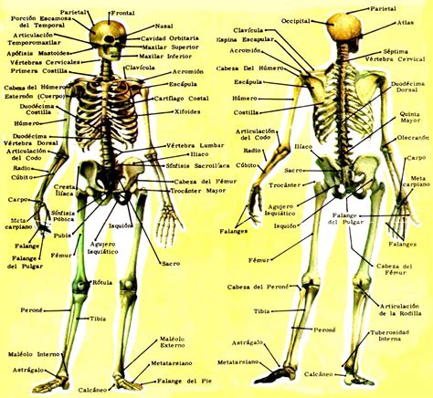 Nombres de los 206 huesos del cuerpo humano   Esqueleto humano