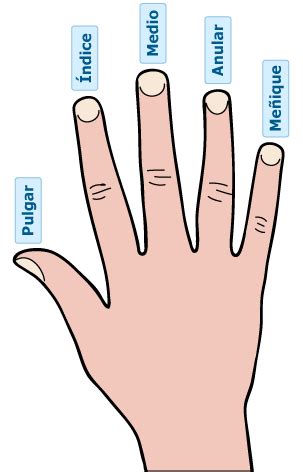 Nombres de los dedos de una mano | Ejercicios de Excel ...