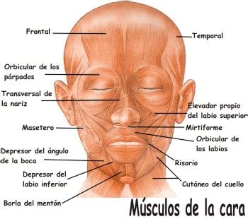 Nombres e imágenes de los músculos que componen la cara ...