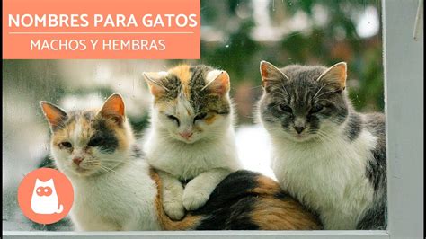 Nombres para gatos   machos y hembras   YouTube