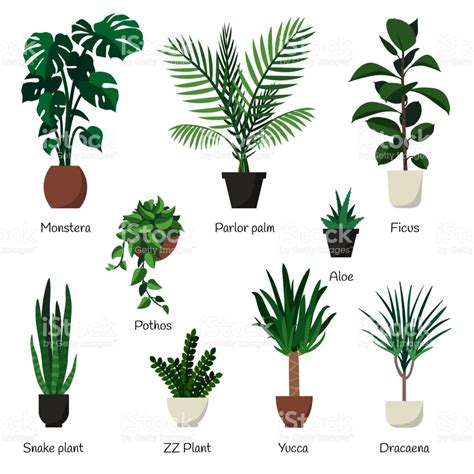 Nombres Plantas De Interior. Awesome Plantas De Interior ...