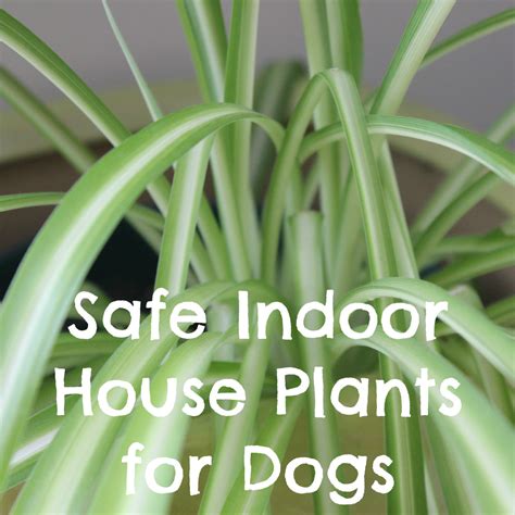 Non Toxic Indoor House Plants for Dogs