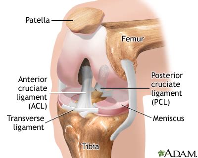 Normal knee anatomy: MedlinePlus Medical Encyclopedia Image