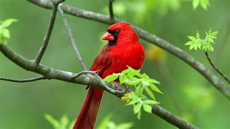 Northern cardinal Bird Wallpaper | Wallpapers9