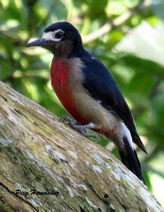 Northern mockingbird. Ruiseñor. Puerto Rico | Beautiful ...