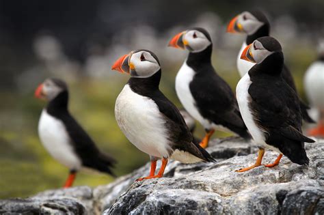 Not the Puffins! Another 4 bird species facing extinction ...