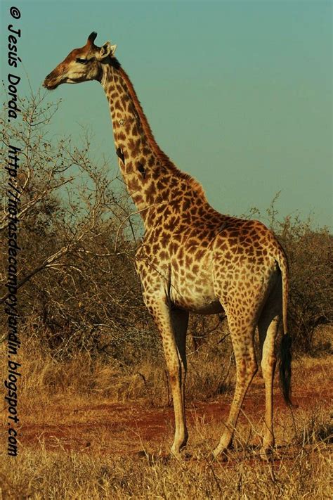 Notas de campo y jardín: Las jirafas, temas evolutivos de ...