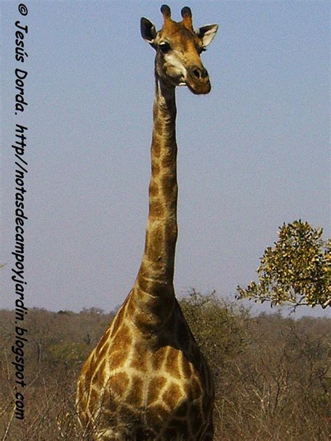 Notas de campo y jardín: Las jirafas, temas evolutivos de ...