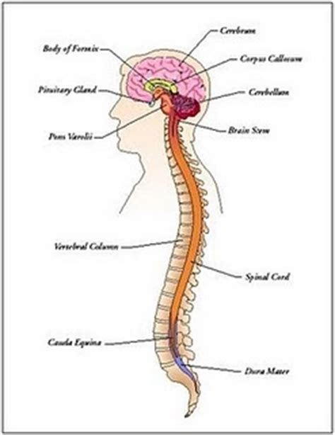 Notas Sobre el Sistema Nervioso Central. Parte 1 ...