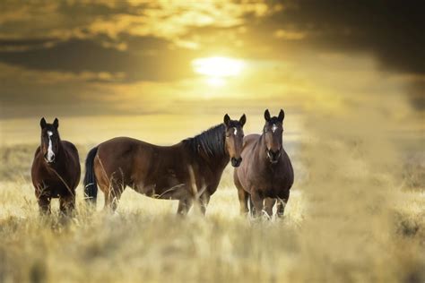 Nowhere to run: the wild horses of the USA   Geographical