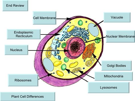 Nuclear Envelope Plant Cell