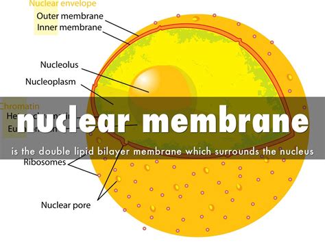 Nuclear Envelope Plant Cell | www.pixshark.com   Images ...