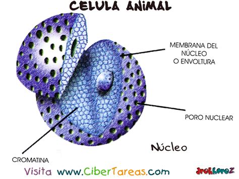 Núcleo – Célula Animal | CiberTareas