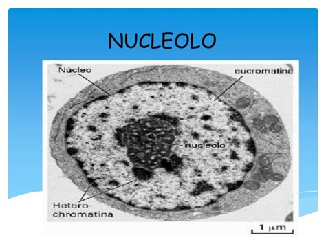 Núcleo y nucleolo   celulas eucariotas