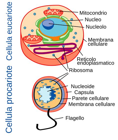 Nucleoide   Wikipedia
