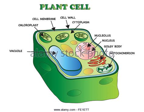 Nucleus Plant Cell