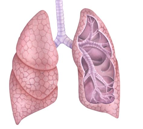 Nueva esperanza contra cáncer de pulmón inoperable
