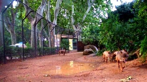 Nueva muerte de un animal en el Zoo de Barcelona ...