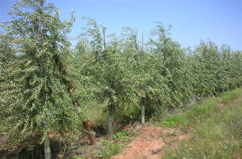 Nuevas variedades para nuevos olivares   Grandes cultivos