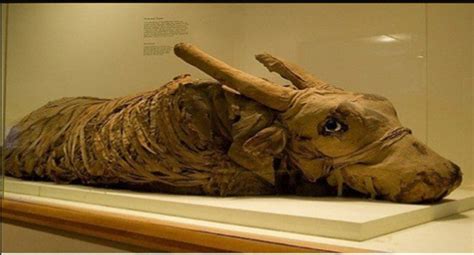 Nuevo descubrimiento de 83 momias de animales en Egipto